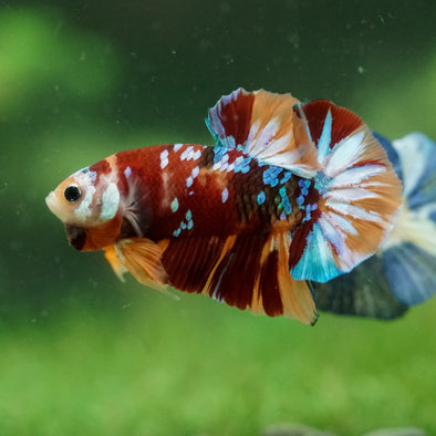 Multicolor/Galaxy Koi Plakat -14 weeks Old