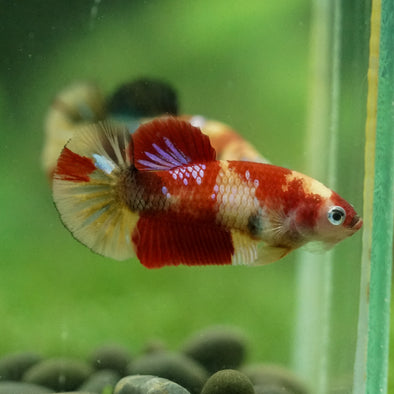 Multicolor/ Galaxy Koi Plakat- Female- 13 Weeks Old