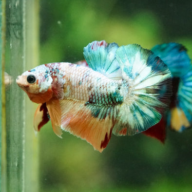 Multicolor/Galaxy Koi Plakat -16 weeks Old