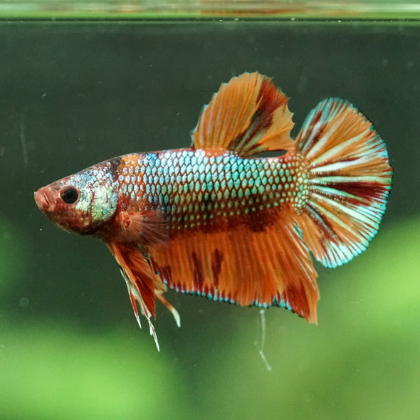 Multicolor/Galaxy Koi Plakat -16 weeks Old