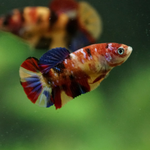 Multicolor/ Galaxy Koi Plakat- Female- 13 Weeks Old