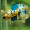 Multicolor/Galaxy Koi Plakat -16 weeks Old