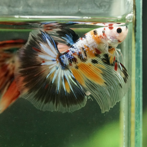 Galaxy/Candy Koi Halfmoon - 14 weeks old