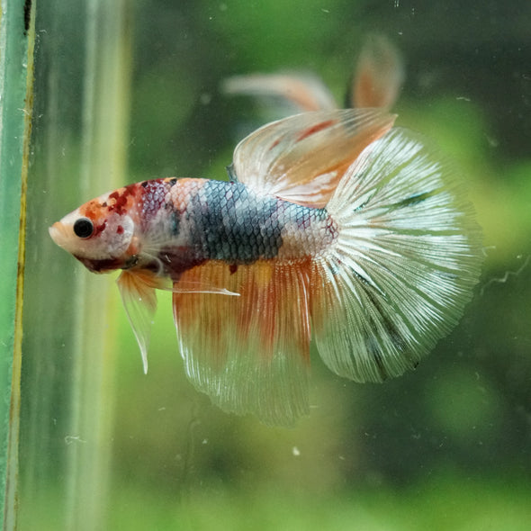 Galaxy/Candy Koi Halfmoon - 14 weeks old