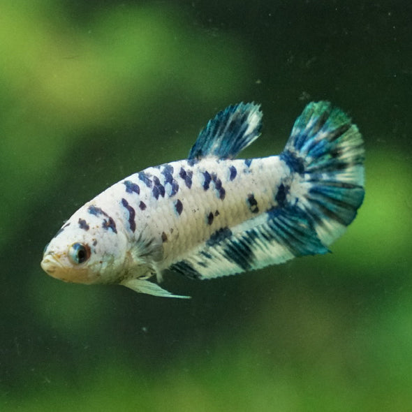 Blue/Green Dalmatian Plakat- Female