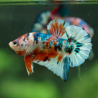 Multicolor/Galaxy Koi Plakat -16 weeks Old