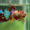 Multicolor/Galaxy Koi Plakat -11 weeks Old