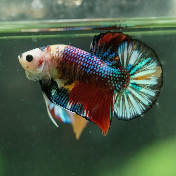 Multicolor/Galaxy Koi Plakat -16 weeks Old