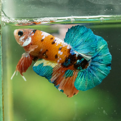 Multicolor/Galaxy Koi Plakat -16 weeks Old