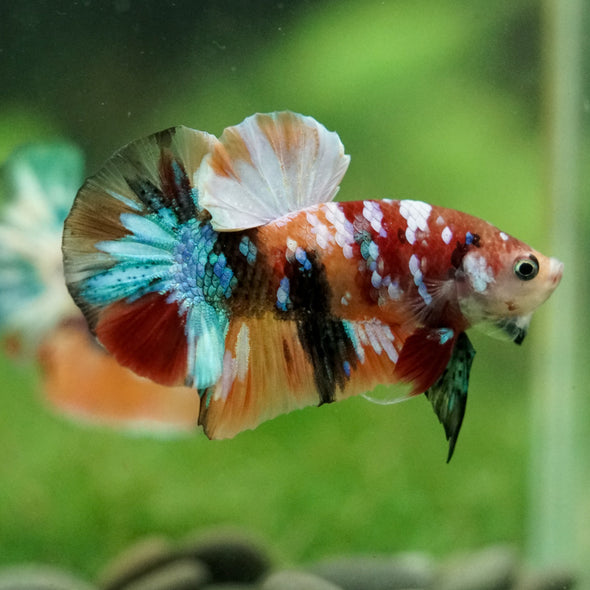 Multicolor/Galaxy Koi Plakat -16 weeks Old