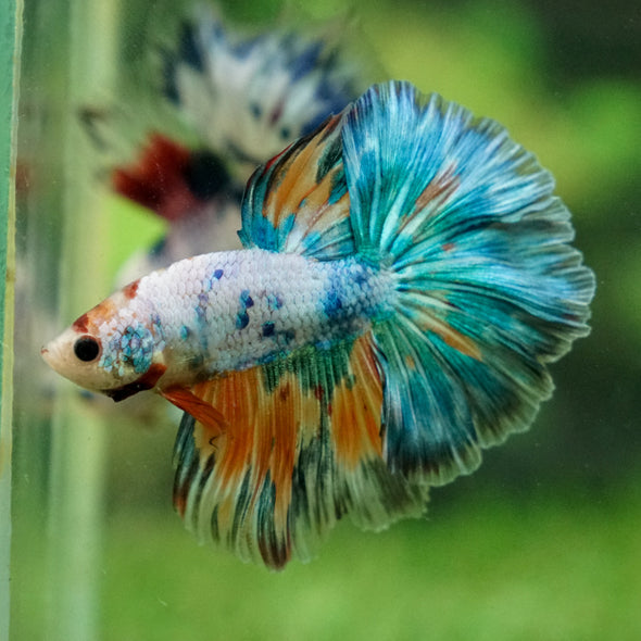 Galaxy/Candy Koi Halfmoon - 13 weeks old