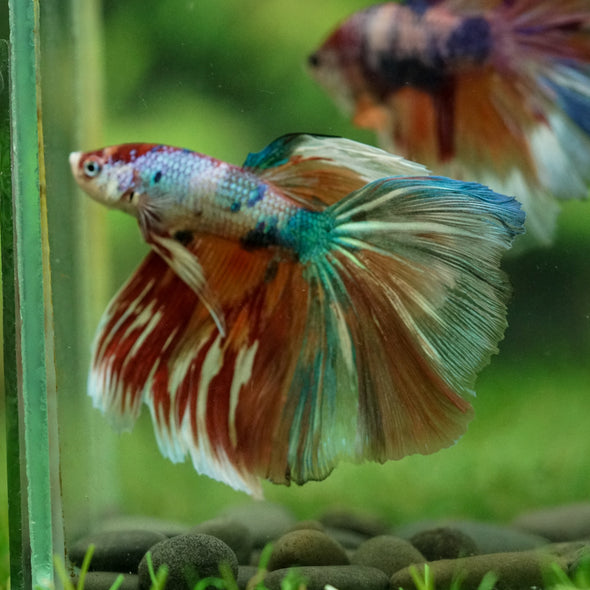 Galaxy/Candy Koi Halfmoon - 14 weeks old