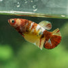 Multicolor/ Galaxy Koi Plakat - Female- 13 Weeks Old