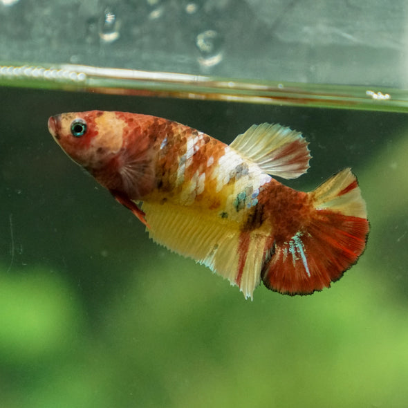 Multicolor/ Galaxy Koi Plakat - Female- 13 Weeks Old