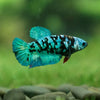 Black Galaxy Koi Plakat (Avatar) - Female- 13 Weeks Old