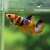 Multicolor/ Galaxy Koi Plakat - Female- 13 Weeks Old