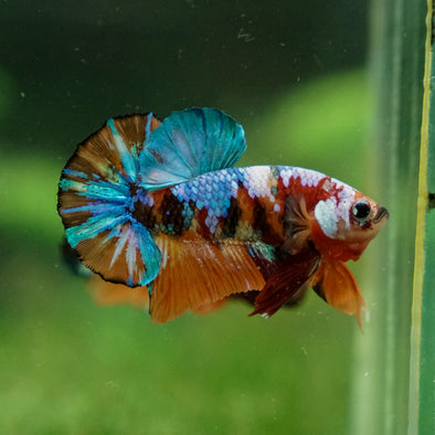 Multicolor/Galaxy Koi Plakat -13 weeks Old