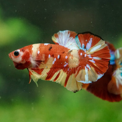 Multicolor/Galaxy Koi Plakat -16 weeks Old
