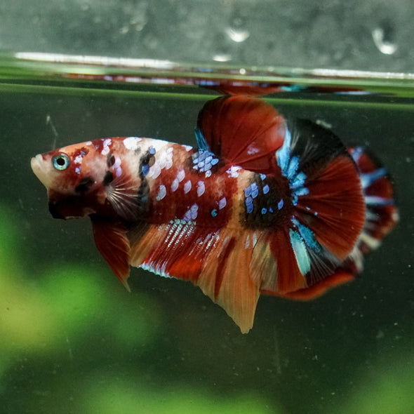 Multicolor/Galaxy Koi Plakat -16 weeks Old