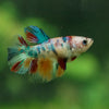 Multicolor/ Galaxy Koi Halfmoon - Female- 13 Weeks Old