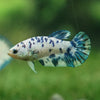 Blue/Green Dalmatian Plakat- Female