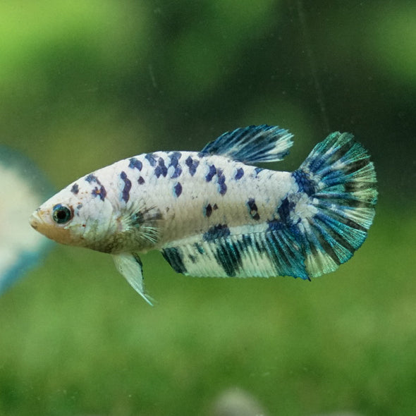 Blue/Green Dalmatian Plakat- Female