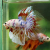 Galaxy/Candy Koi Halfmoon - 14 weeks old