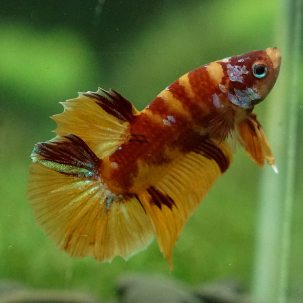 Multicolor/Galaxy Koi Plakat -13 weeks Old