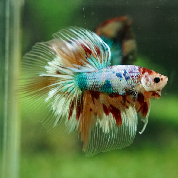 Galaxy/Candy Koi Halfmoon - 14 weeks old