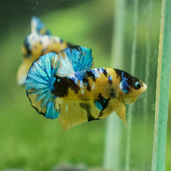 Multicolor/Galaxy Koi Plakat -13 weeks Old