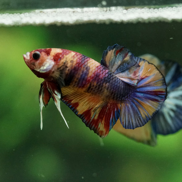 Multicolor/Galaxy Koi Plakat -11 weeks Old