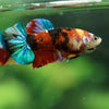 Multicolor/ Galaxy Koi Plakat- Female- 13 Weeks Old