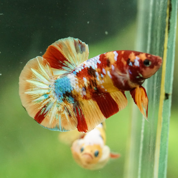 Multicolor/Galaxy Koi Plakat -16 weeks Old