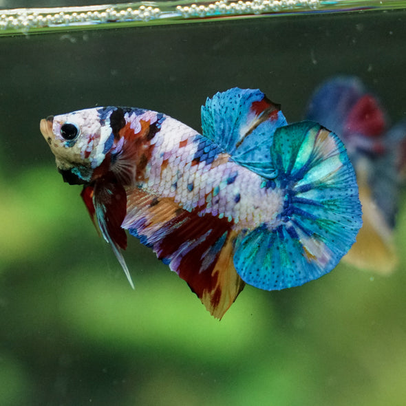 Multicolor/Galaxy Koi Plakat -13 weeks Old