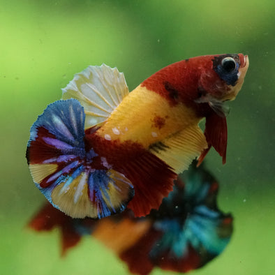 Multicolor/Galaxy Koi Plakat -16 weeks Old