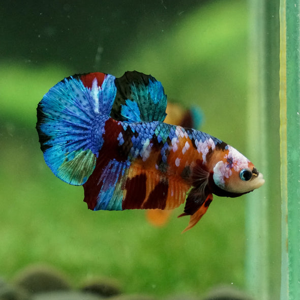 Multicolor/Galaxy Koi Plakat -13 weeks Old