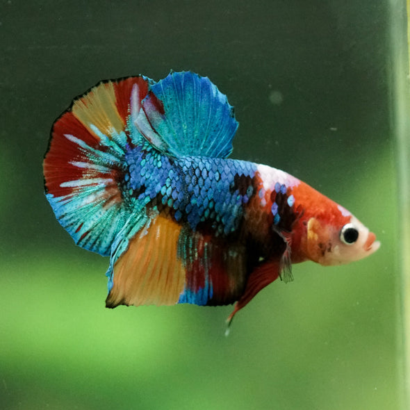 Multicolor/Galaxy Koi Plakat -10 weeks Old