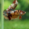 Multicolor/ Galaxy Koi Plakat - Female- 13 Weeks Old