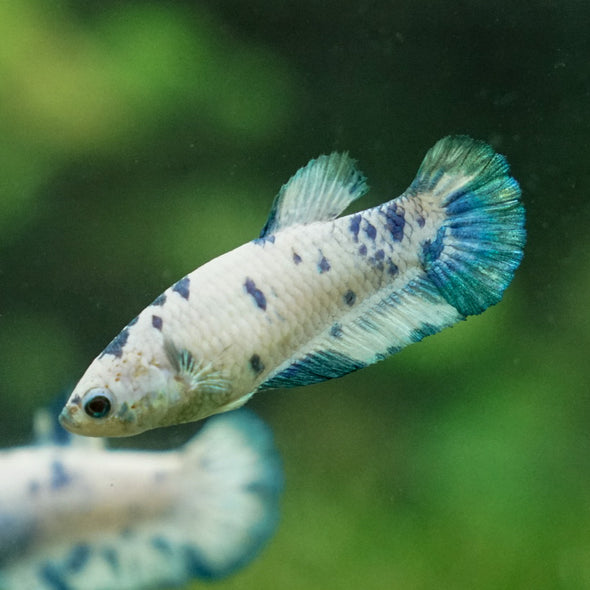 Blue/Green Dalmatian Plakat- Female