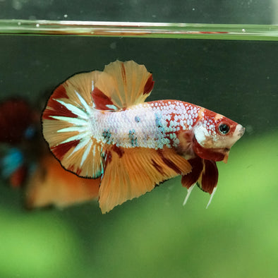 Multicolor/Galaxy Koi Plakat -10 weeks Old