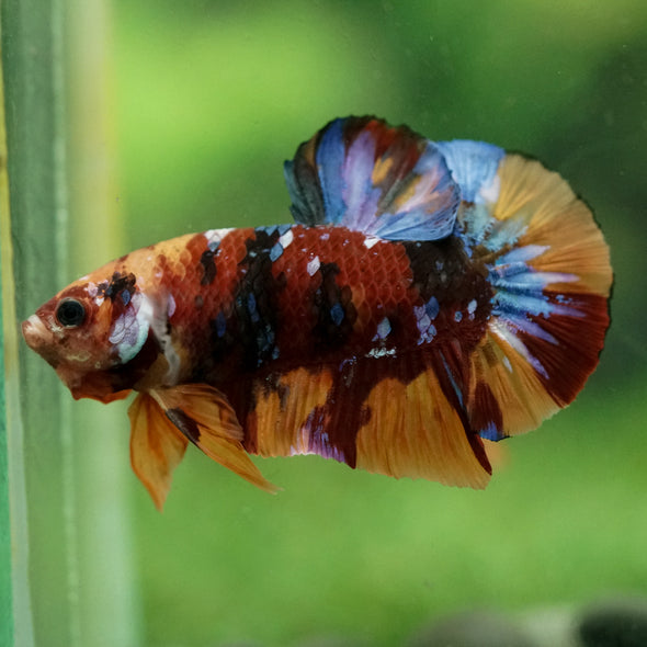 Multicolor/Galaxy Koi Plakat -16 weeks Old