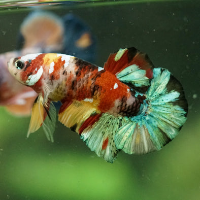 Multicolor/Galaxy Koi Plakat -16 weeks Old