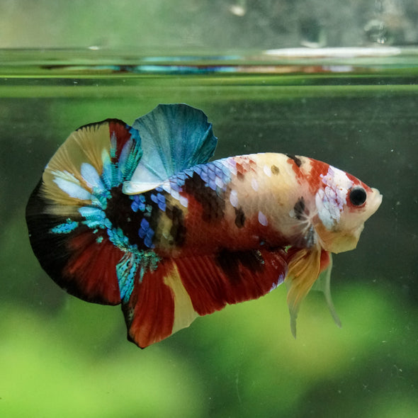 Multicolor/Galaxy Koi Plakat -16 weeks Old