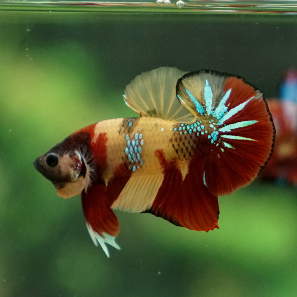 Multicolor/Galaxy Koi Plakat -13 weeks Old