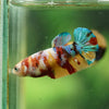 Multicolor/ Galaxy Koi Plakat- Female- 13 Weeks Old