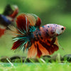 Galaxy/Candy Koi Halfmoon - 14 weeks old