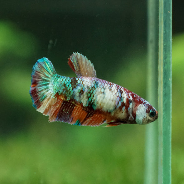 Multicolor/ Galaxy Koi Plakat- Female- 13 Weeks Old