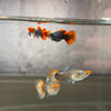 Koi dumbo Guppy pair - USA Bred
