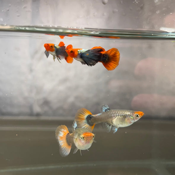 Koi dumbo Guppy pair - USA Bred
