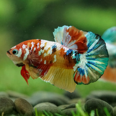 Multicolor/Galaxy Koi Plakat -16 weeks Old